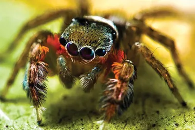 В пещерах Израиля нашли новые виды пауков с атрофированными глазами -  новости Израиля и мира