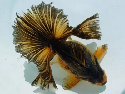 большая золотая рыбка с плавниками на черном фоне, картинки с золотыми  рыбками, золото, рыбы фон картинки и Фото для бесплатной загрузки