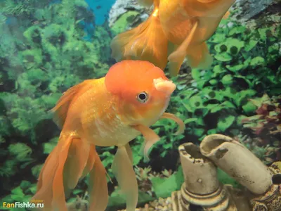 оранжевая золотая рыбка плавает в прозрачном аквариуме, золотая рыбка,  животное, рыба и моллюски фон картинки и Фото для бесплатной загрузки