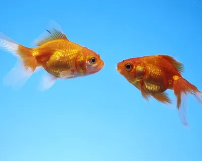 Опухоль на голове золотой рыбки - Заболевания золотых рыбок и их лечение -  Форум FanFishka.ru