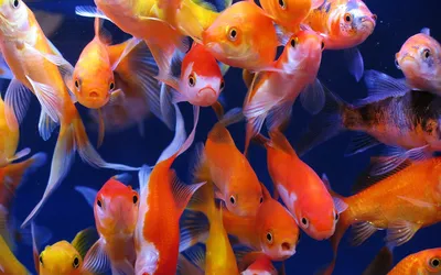 Золотая рыбка в аквариуме. Какой аквариум нужен