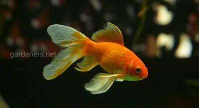 Золотая Рыбка На Черном Фоне — стоковые фотографии и другие картинки  Золотая рыбка - Золотая рыбка, Рыба, Глаз - iStock