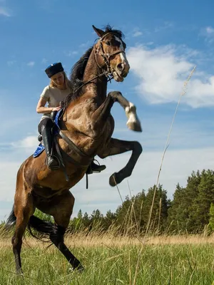 османский всадник верхом на лошади культура города лошадь Фото Фон И  картинка для бесплатной загрузки - Pngtree