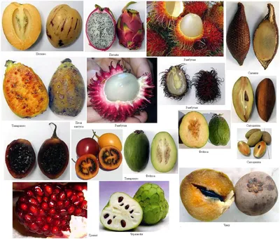 Экзотические фрукты, которые похожи по вкусу, как близнецы | Бананы-кокосы  с Марией Волковой | Дзен