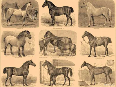 Масти лошадей: основные и производные