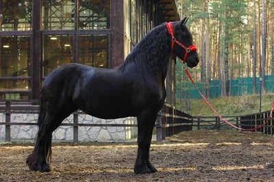 10 Самых Необычных Лошадей, в Существование Которых Вы Не Поверите - YouTube