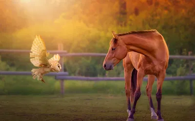 Татарский конь: «кочевническая» традиция оседлого народа — Реальное время