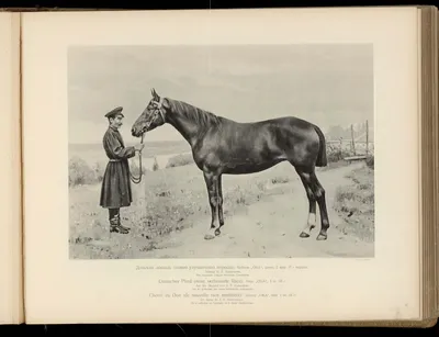 Лошадь • Описание, фото, особенности питания, распространение