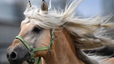 Азербайджанская лошадь - Мой Конь