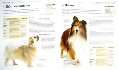 Собаки-молоссы: все породы с фото и описанием