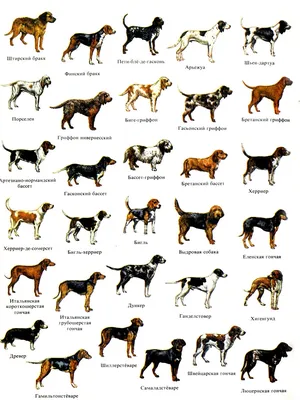 Все породы собак с фото и названием, советы по уходу, питанию, лечение на  сайте Doge.ru