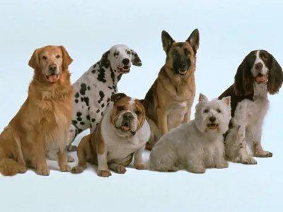 Породы собак – смотреть онлайн все 30 видео от Породы собак в хорошем  качестве на RUTUBE