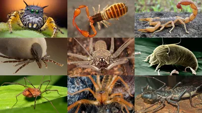 Все виды пауков в картинках фотографии