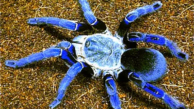 12 жутких мифов о пауках, которые напугают кого угодно - Лайфхакер