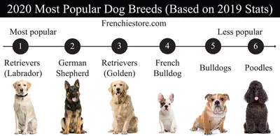 Самые редкие породы собак в мире - BarberPet