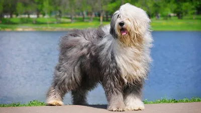 Порода собак \"Шпиц\" - все виды и особенности» — создано в Шедевруме