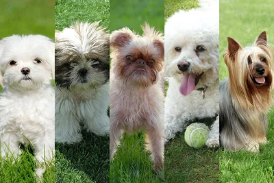 Породы Бойцовских Собак: [ТОП 10] самых cильных