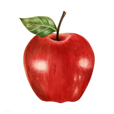 Детский рисунок яблоко (29 фото) » Рисунки для срисовки и не только