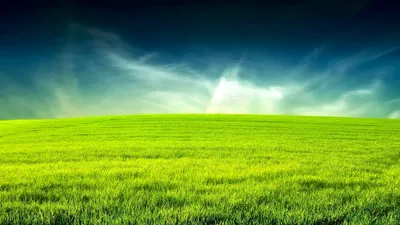 Зеленое поле фон - красивые фото