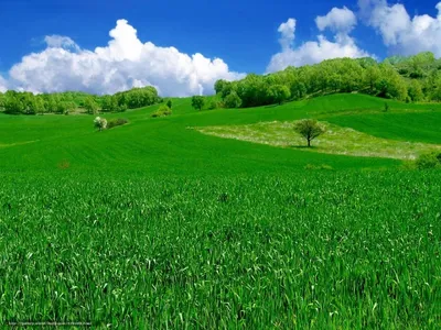 Зеленое поле (100 фото) - 100 фото