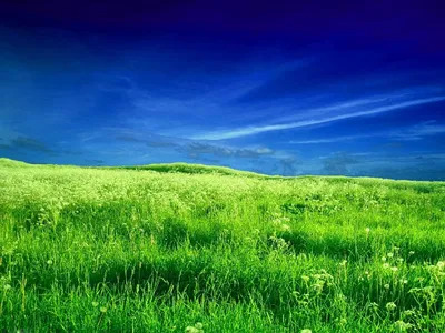 Зеленое поле (100 фото) - 100 фото