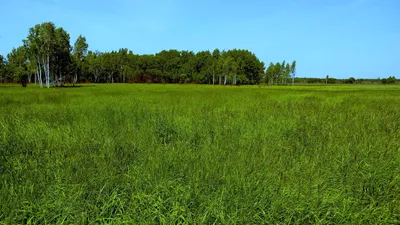 Бесплатное изображение: газон, зеленая трава, трава, зелень, поле, земля,  природа, травяной, двор, лугопастбищные угодья