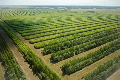 Основные фазы роста и развития сои, особенности агротехнологических  мероприятий :: ВНИИМК, Краснодар