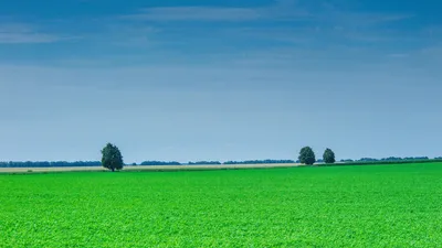 небо, облака, мак, маки, цветы, букет, васильки, трава, поле, рука,  зеленый, голубой, белый, красный Stock Photo | Adobe Stock