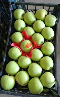 Яблоки зеленые - 49 фото