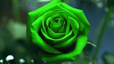 25 зеленых роз в шляпной коробке. Элегантный подарок с Доставкой по Москве.