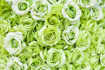 Букет зеленых роз - 79 фото