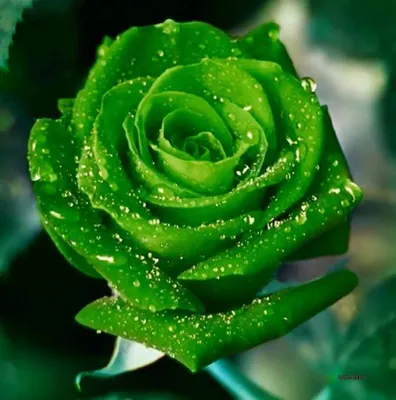 Букет 21 зеленая роза в шляпной зеленой коробке - Luxury Roses Спб