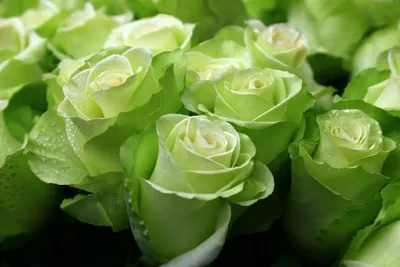 101 Зелёная роза купить в Краснодаре с доставкой