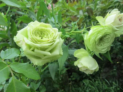 101 зеленая роза 40 см | купить недорого | доставка по Москве и области