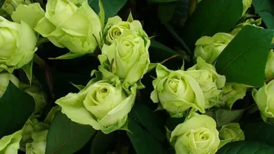 Роза чайно-гибридная «Зеленая планета» - Раменский питомник растений КХ  «УСПЕХ»