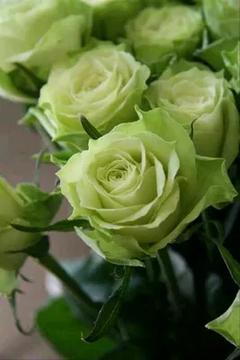 Купить Розово-зеленые розы сорта Пинк Атена