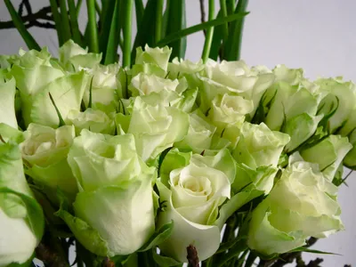 Зелёные розы – розы с доставкой по Москве и Московской области
