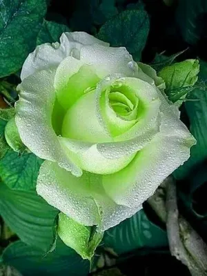 Кенийские розы - Milele Flowers - кенийские розы оптом, купить цветы оптом  от производителя с доставкой в Ваш регион
