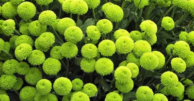 12 Green Flowers to Grow in Your Backyard