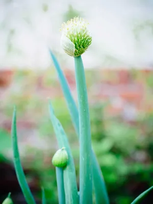 10 Gorgeous Green Flowers for Your Garden - Birds and Blooms