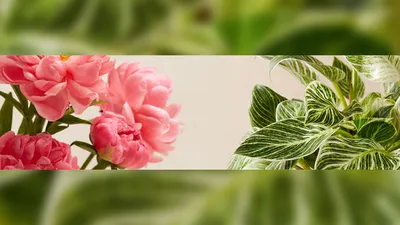 Green Flowers: From Beautiful to Bizarre | Gardener's Path