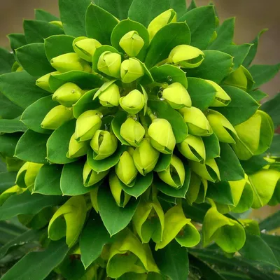 18 Types of Green Flowers - ProFlowers Blog