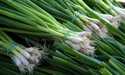 GREEN ONIONS will be in deficit if everyone learns these 5 RECIPES! GREEN  ONIONS FOR WINTER TIME - YouTube