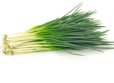 6 простых шагов, как вырастить зеленый лук дома — Ozon Клуб