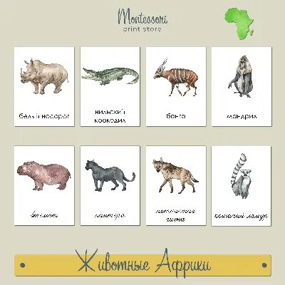 Животные Африки - карточки Монтессори купить и скачать