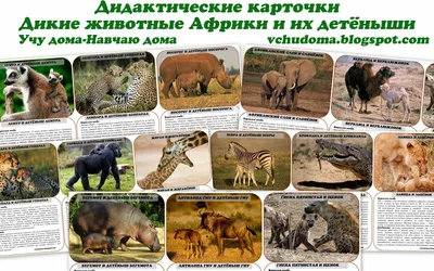 Смешные дикие животные Африки Иллюстрация вектора - иллюстрации  насчитывающей художничества, повеление: 53518000