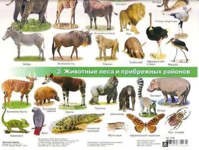 Набор для купания Животные Африки В4145 Весна купить в Новосибирске -  интернет магазин Rich Family