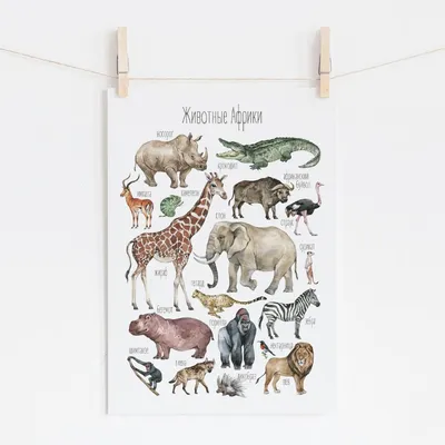 Knigi-janzen.de - Плакат. Животные Африки (550х770) | 978-5-9780-0930-9 |  Купить русские книги в интернет-магазине.