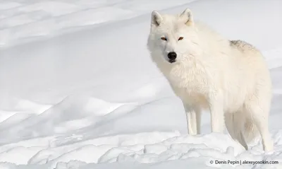 Ледяная красота: удивительные животные, способные выжить в суровых условиях крайнего  севера... | Зоография | Дзен