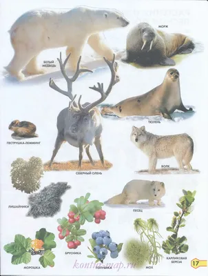 Растения и животные крайнего севера России. Карта растений и животных  крайнего севера и тундры России, B0 -